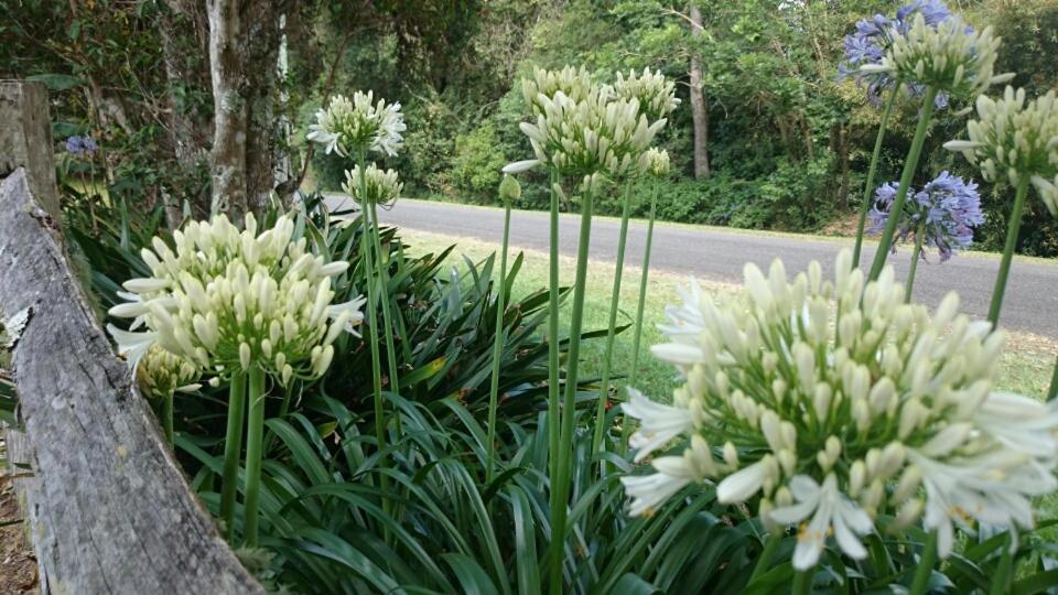 The Paddocks Villa Maleny Exterior photo